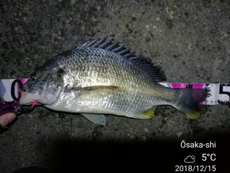 南港フェリーヘチ釣り (好釣果!キビレチヌ:46cm、42cm、41cm,黒メバル 釣果有り)