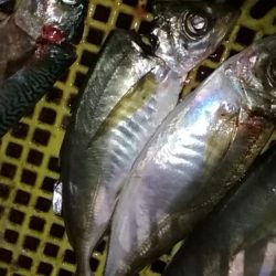 寒くても釣れまっせ!