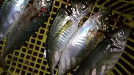 寒くても釣れまっせ！