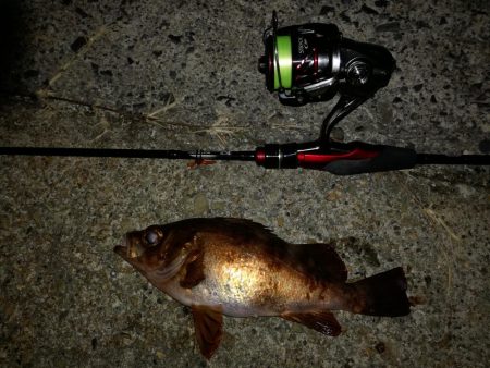 極寒メバリング