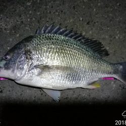 南港フェリーヘチ釣り （続好釣果！キビレチヌ:49cm！と35cm，ガシラ 釣果有り）