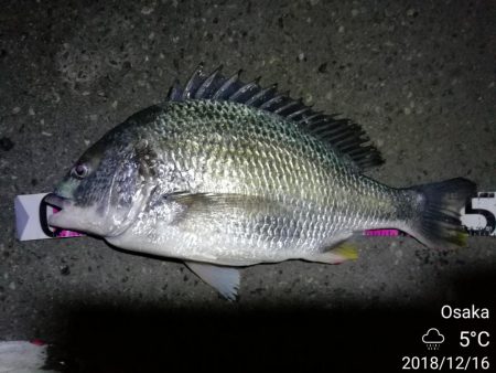 南港フェリーヘチ釣り （続好釣果！キビレチ…