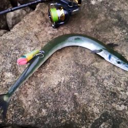 早朝の沖縄！長い魚だけヒットです。