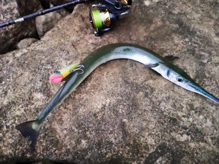 早朝の沖縄！長い魚だけヒットです。