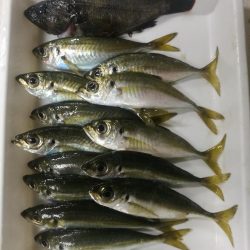 night&dayアジング