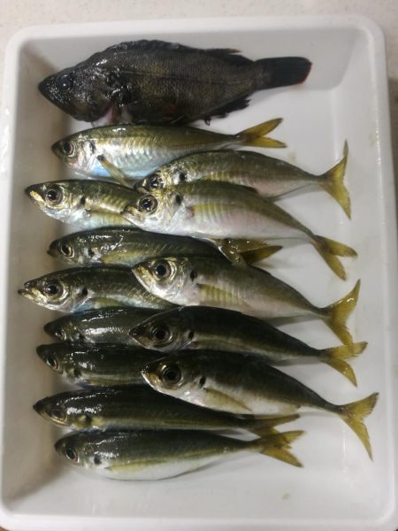 night&dayアジング