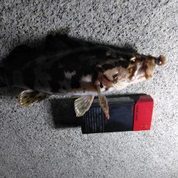 夜釣り〜朝まずめまで