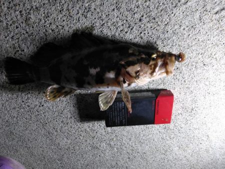 夜釣り〜朝まずめまで