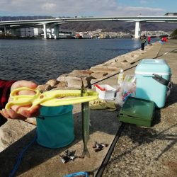 たびたびサヨリ～