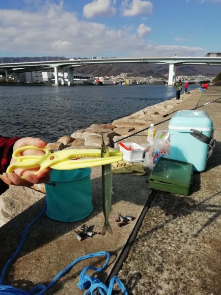 たびたびサヨリ～