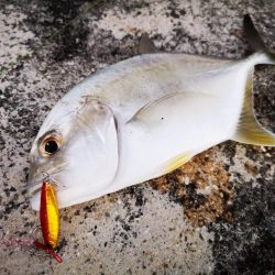 冷え込みで渋いです。