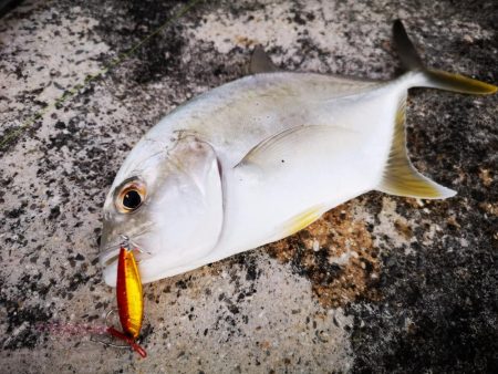 冷え込みで渋いです。