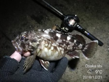 南港カモメ大橋ヘチ釣行 （霧雨降るかもめで…