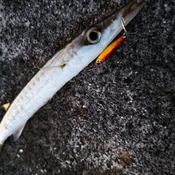 青物は釣れなくなり、長いのは高活性