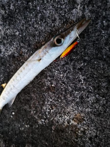 青物は釣れなくなり、長いのは高活性