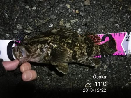 南港フェリーヘチ釣り （タケノコメバル 22cm、ガシラ 釣果有り）
