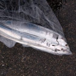 久しぶりの釣果