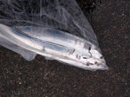 久しぶりの釣果