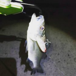 中紀ライトゲーム