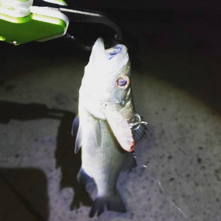 中紀ライトゲーム