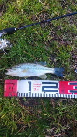 クリスマス家族サービス？