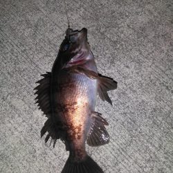 ドンコパーティー