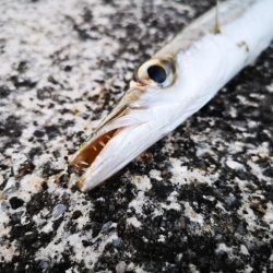 ４日ぶりに雨は上がり長いの釣れました