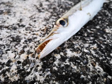 ４日ぶりに雨は上がり長いの釣れました