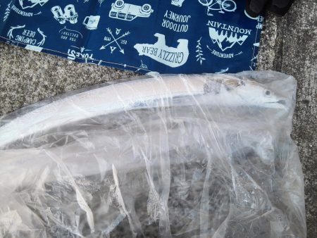 まだまだタチウオ居てますね