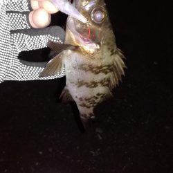 ロックフィッシング