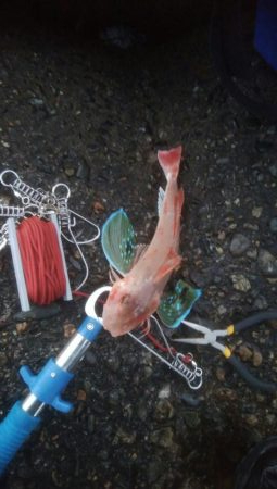 元旦釣行行きましたー