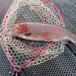 人生二本目のイトウをゲット！