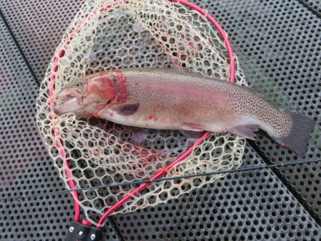 人生二本目のイトウをゲット！