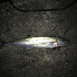 サゴシだけでも嬉しい