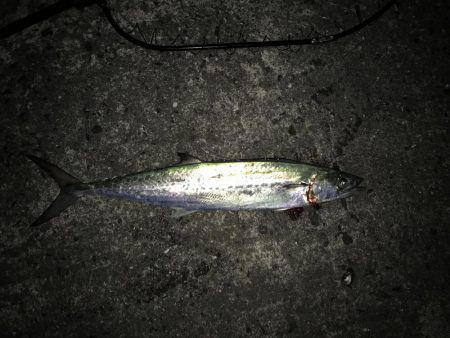 サゴシだけでも嬉しい