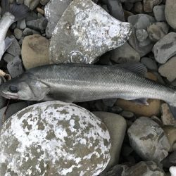 初めてのスズキ