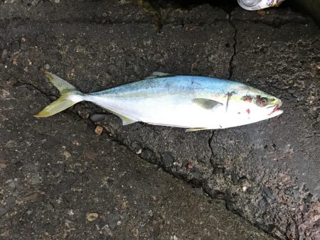 楽しかった朝まずめ