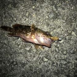 釣り納めメバリング