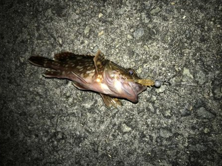 釣り納めメバリング