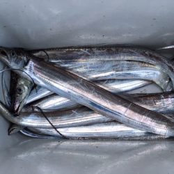 まだまだいけます　武庫一