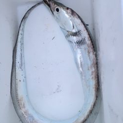 フカセ釣りのはずが