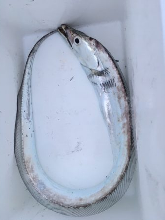 フカセ釣りのはずが