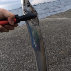 タチウオ　年内はまだ大丈夫