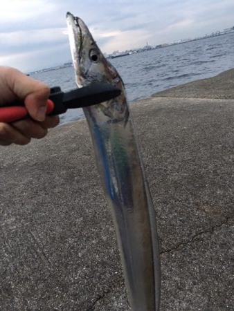 タチウオ　年内はまだ大丈夫