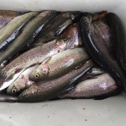 芥川管理釣り場