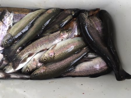 芥川管理釣り場