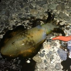 南あわじでドーンっ!