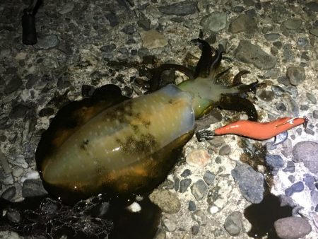 南あわじでドーンっ!