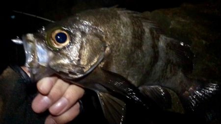 サタデーナイトフィーバー!!