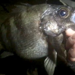 爆風爆釣メバリング!